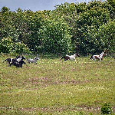 Herd Running Eat Sleep Ride