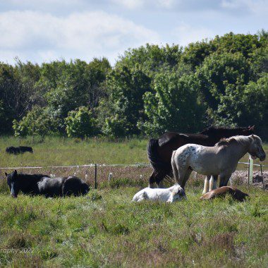 Sleeping Herd Eat Sleep Ride